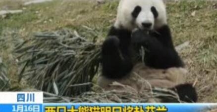 熊猫视频传媒怎么样 4ccc6a5a3b271bc943cf28.jpg